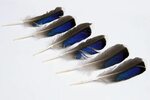 mallard wing feathers STILL