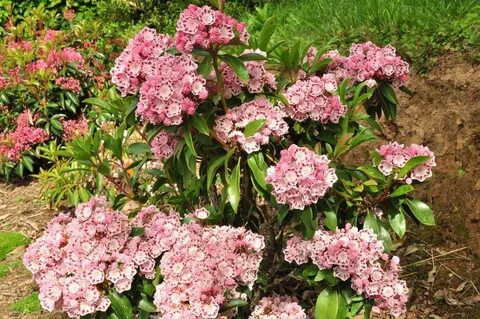 kalmia latifolia 'Ginkona'