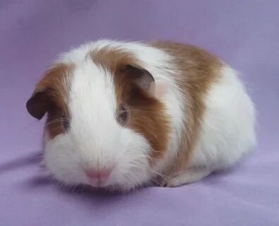 Guinea Pig ShelTie - 65 photo