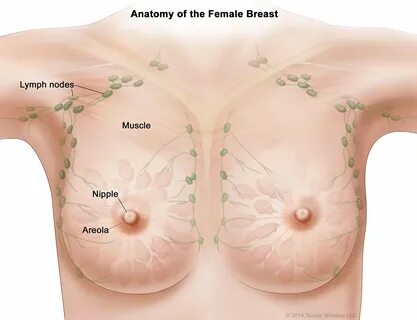 Anatomy of the Female Breasts.