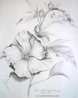 hình vẽ hoa dâm bụt bằng bút chì Flower drawing, Beautiful f