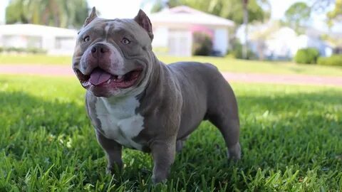 Gallery of tricolor in the american bully triline kennels - 