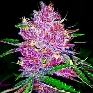 Pink Marijuana : Pink Marijuana Blankets