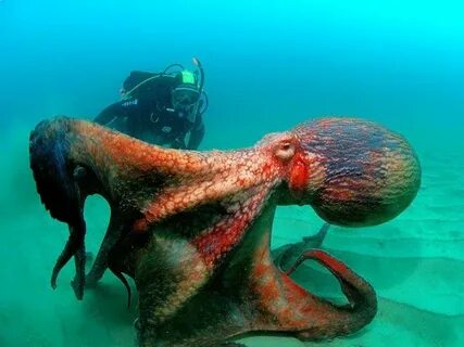 Giant pacific octopus, Ocean animals, Water animals