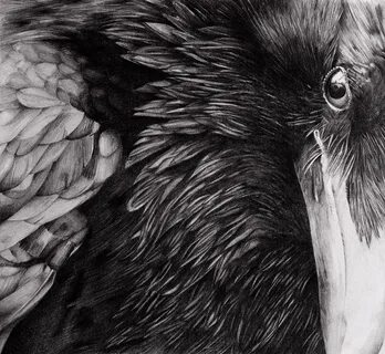 Raven - Pencil drawing on Behance