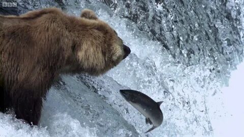 Grizzly Bears Catching Salmon Nature’s Great Events BBC - We