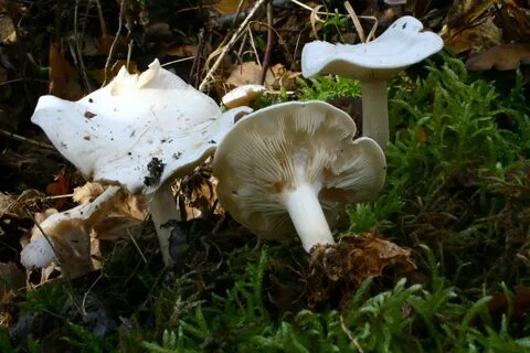 File:Clitocybe phyllophila 20081018wb.JPG - Wikimedia Common