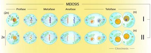 Разница между мейозом 1 и мейозом 2 - Новости 2022