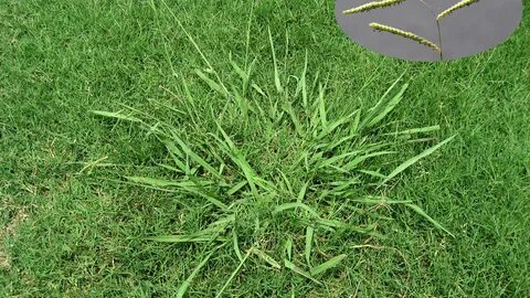 How to Kill Dallisgrass Weed - Best Manual Lawn Aerator