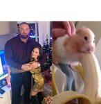 Hamster eating banana Memes - Imgflip