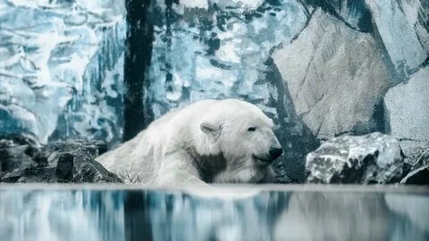 Polar Bear Wallpapers (64+ images)