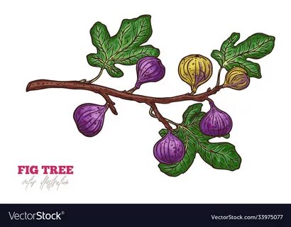 Fig tree branch hand drawn Royalty Free Vector Image