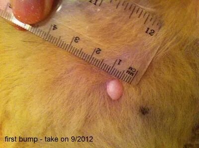 Two papillomas or cysts on dog's chest and belly are changin