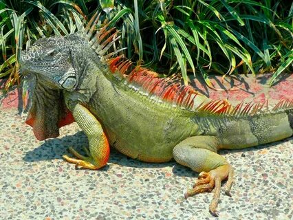 Игуана. Драконы современности. (фото и видео) Green iguana, 