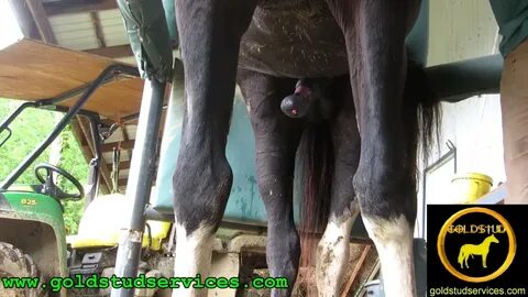 Horse Semen Almost Breaks The Camera