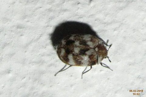 File:Variegated carpet beetle (st) (28407328229).jpg - Wikim