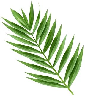 Palm clipart green branch, Palm green branch Transparent FRE