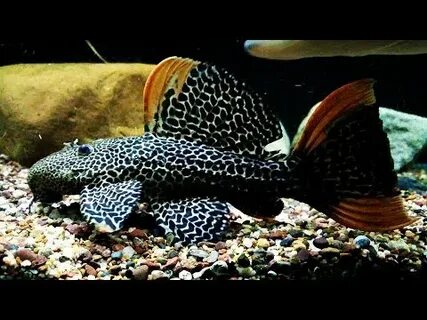 L600, Green Phantom, Blue Phantom, Clown Loaches, L114, Thre