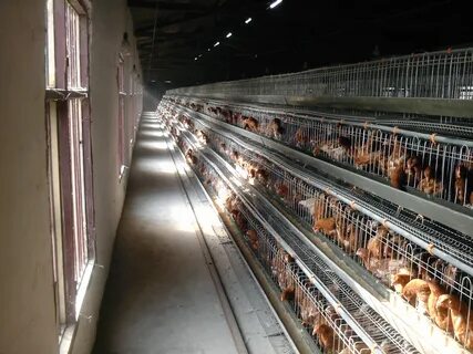 Galvanized Chicken Layer Cages For Laying Hens Battery Cage 