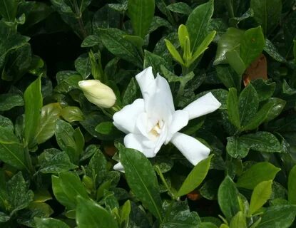 August Beauty Gardenia Growth Rate - Captions Funny