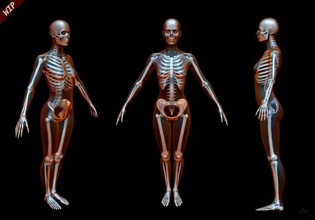 Female Skeleton by PeJotL 3D CGSociety