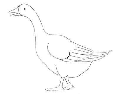 Как нарисовать гуся для начинающих - Пошаговые уроки рисован