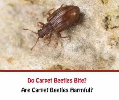 Carpet Beetle Bites: Are Carpet Beetles Harmful? - Getridofa