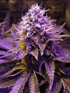 Purple Haze Strain - Feminized Seeds From $53.2 / 5 Seeds