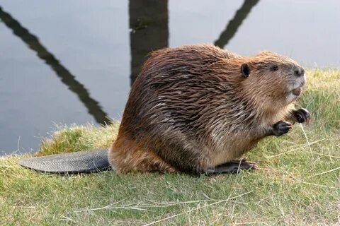 Sheared Beaver - 68 photo