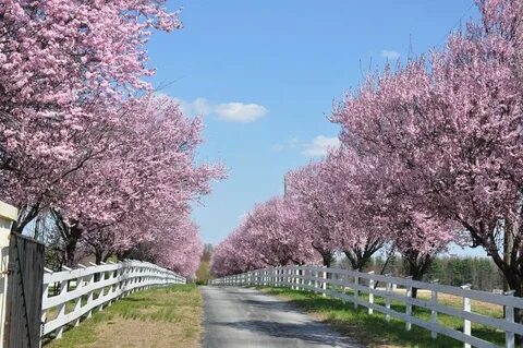 Pink Blooming Trees 2 by FairieGoodMother on deviantART Bloo