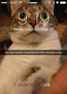 Time Eyes Funny animal memes, Funny animal jokes, Funny cat 