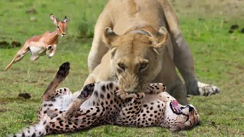 حیات وحش آفریقا . شکست و پیروزی شکارچیان از شیر تا پلنگ و چی