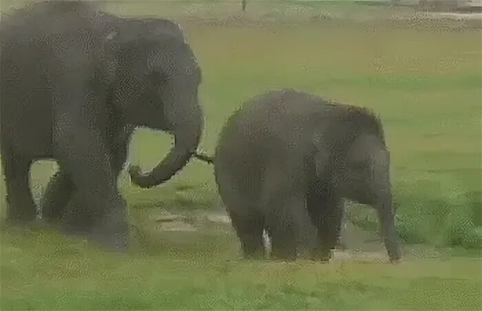 mom helps elephant (gif) They never forget. Pinterest