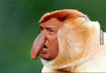 Mixed Donald Trump with a monkey with a big nose.Nothing cha