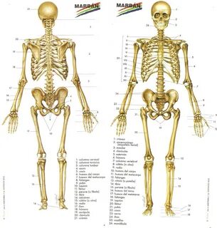 Cuantos Huesos En El Cuerpo Humano