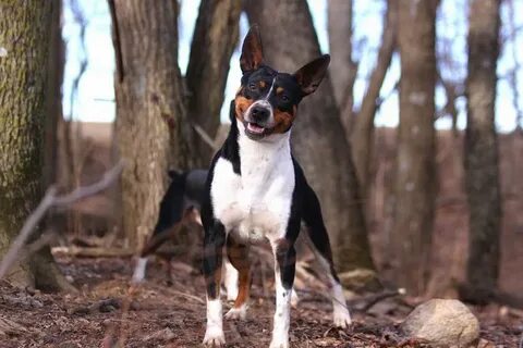 Treeing Rat Terriers For Sale