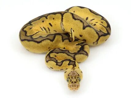 Images of Pastel Clown Ball Python - #golfclub