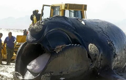 Blue Whale Bitten In Half 2021 True - img-poppy