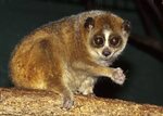 Pygmy slow loris - Wikipedia Republished // WIKI 2