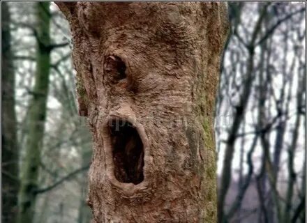 35 Most Funniest Tree Face Pictures That Will Make You Laugh