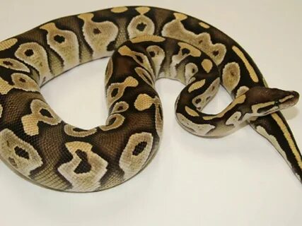 Mojave - Morph List - World of Ball Pythons