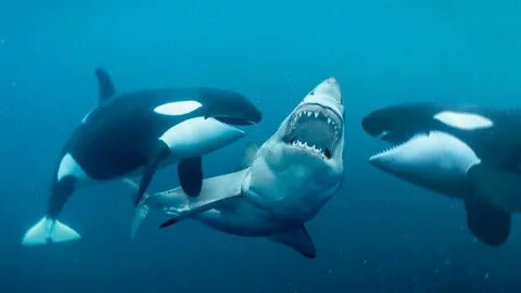 About Orcas And Why They Are Known As Killer Whales - For Sc