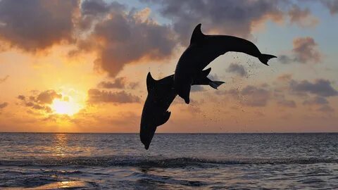 Дельфин - картинки в разделе Животные