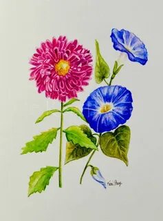 Aster and Morning Glory, September birthday flower, original