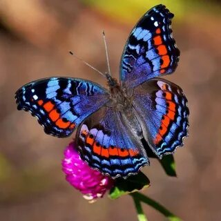 Pin by Sue Walberg on Butterflies Butterfly photos, Butterfl