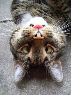 Upside Down Cat's Face Looks Like Angry Bunny Funny animals,