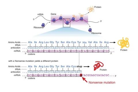 Dna And Mutations Webquest : 6 Real DNA Mutations That Make 