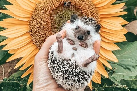 Abbotsford pets of Instagram: Wybie The Hedgehog - Mission C