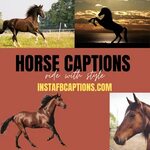 96 Horse Riding Instagram Captions and Quotes in 2022