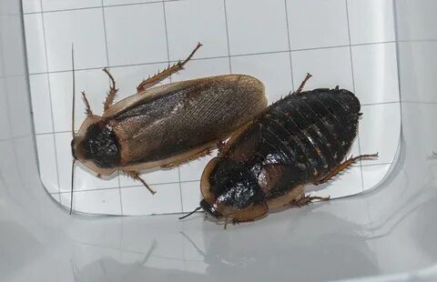 How To Breed Dubia Roaches Fast - Blog Asset